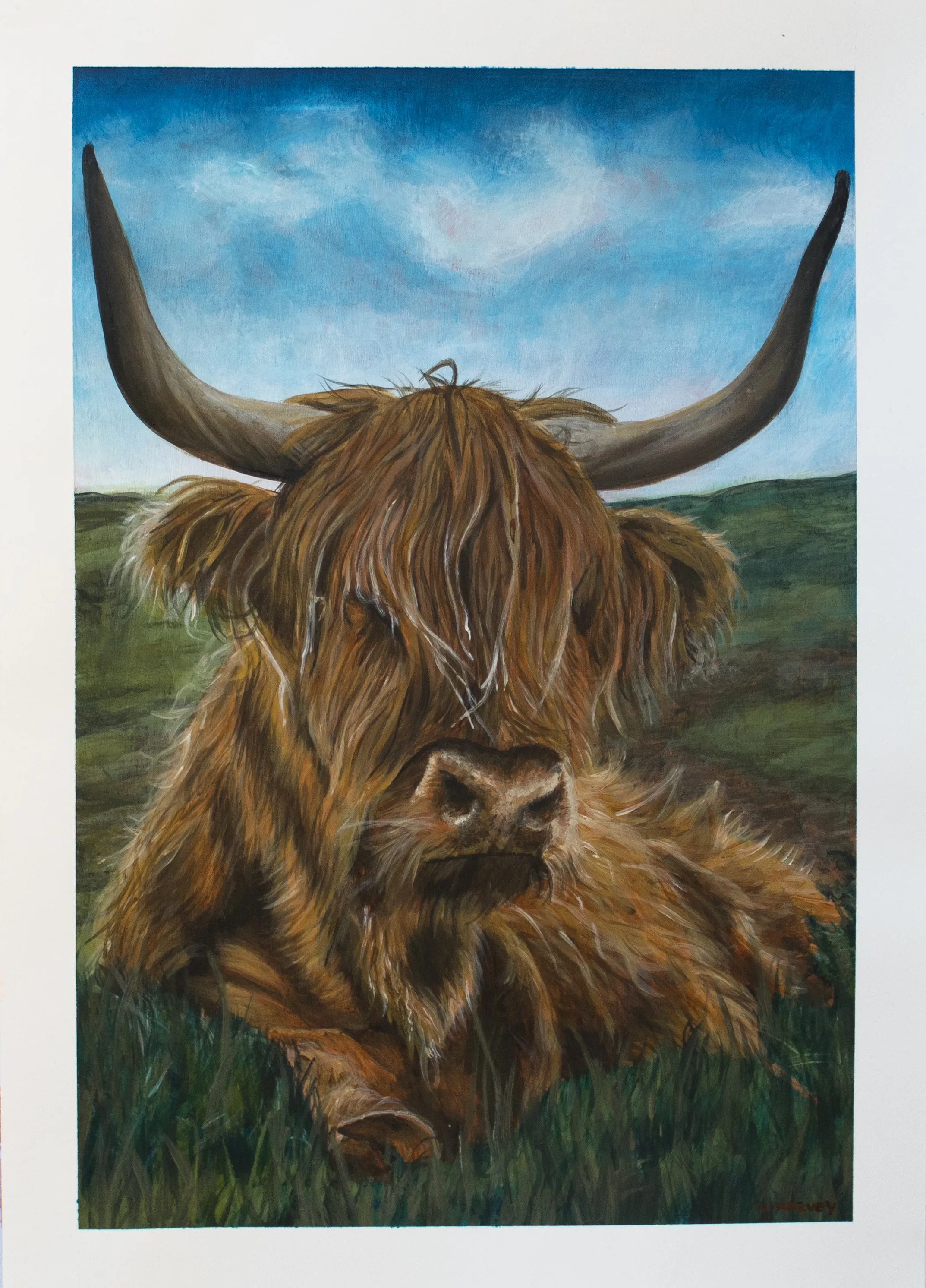Highland cow